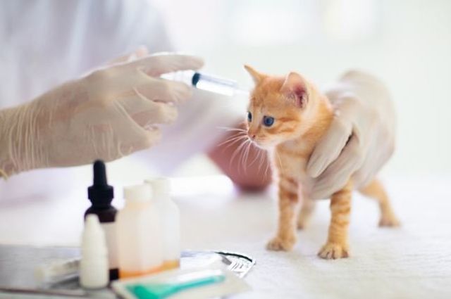 Indoor cat hot sale vaccinations